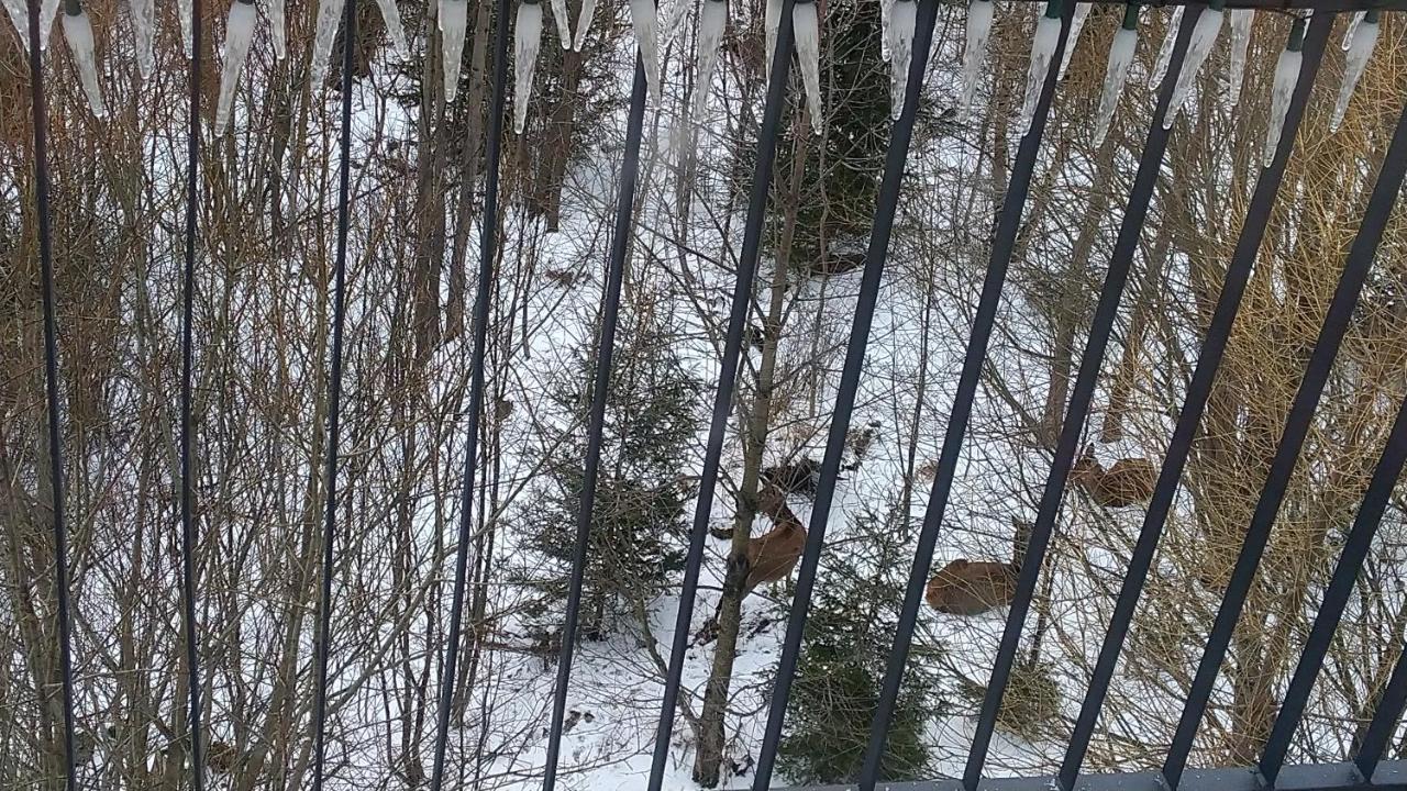 Apartman Ostry Vrsok V Starom Smokovci Lägenhet Vysoké Tatry Exteriör bild